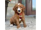 Goldendoodle Puppy for sale in Wolcott, IN, USA