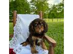 Cavalier King Charles Spaniel Puppy for sale in Pembroke, KY, USA