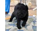 Schnauzer (Miniature) Puppy for sale in Mobile, AL, USA