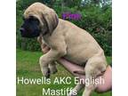 AKC English Mastiff purple