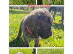 Great Dane Puppy for sale in Chenango Forks, NY, USA