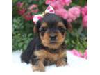 Yorkshire Terrier Puppy for sale in Hillsboro, TX, USA