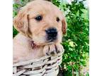 Golden Retriever Puppy for sale in Patrick, SC, USA