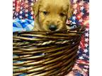 Golden Retriever Puppy for sale in Patrick, SC, USA