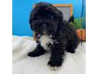 Shih-Poo Puppy for sale in El Dorado Springs, MO, USA