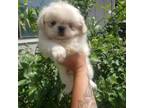 Pekingese Puppy for sale in Grants Pass, OR, USA