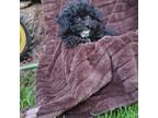 Poodle (Toy) Puppy for sale in East Earl, PA, USA