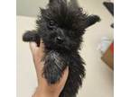 Pomeranian Puppy for sale in San Antonio, TX, USA