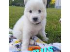 Siberian Husky Puppy for sale in Wilkesboro, NC, USA