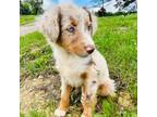 Miniature Australian Shepherd Puppy for sale in Morehead, KY, USA