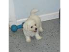 Bichon Frise Puppy for sale in Free Union, VA, USA