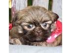 Shih Tzu Puppy for sale in Ruston, LA, USA