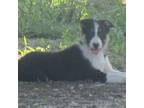 Border Collie Puppy for sale in Corydon, IN, USA