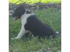 Border Collie Puppy for sale in Corydon, IN, USA