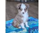 Miniature Australian Shepherd Puppy for sale in Crockett, TX, USA
