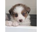 Miniature Australian Shepherd Puppy for sale in Crockett, TX, USA