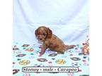 Cavapoo Puppy for sale in Clarkrange, TN, USA