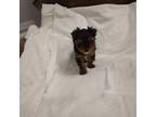 Yorkshire Terrier Puppy for sale in Maria Stein, OH, USA
