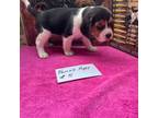 Beagle Puppy for sale in Walnut Hill, FL, USA