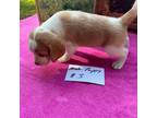 Beagle Puppy for sale in Walnut Hill, FL, USA