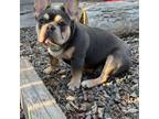 French Bulldog Puppy for sale in Coon Rapids, MN, USA