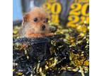 Shorkie Tzu Puppy for sale in Mobile, AL, USA