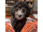 Poodle (Toy) Puppy for sale in Flat Rock, AL, USA
