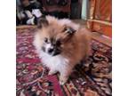 Pomeranian Puppy for sale in Marlton, NJ, USA
