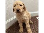 Goldendoodle Puppy for sale in Highlands Ranch, CO, USA