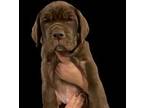Great Dane Puppy for sale in El Dorado Springs, MO, USA