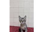 Adopt Sonnet a Gray or Blue Domestic Shorthair / Domestic Shorthair / Mixed cat