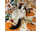 Adopt Quokka a White Domestic Shorthair / Mixed cat in Los Angeles
