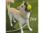 Adopt Jay a White Mixed Breed (Large) / Mixed dog in Port St Lucie