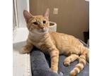 Adopt Red a Orange or Red Domestic Shorthair / Mixed cat in Marion