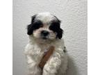 Shih Tzu Puppy for sale in Arlington, TX, USA