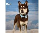 Adopt Dab a Brown/Chocolate Husky / Mixed dog in Yuma, AZ (38840652)