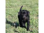 Labrador Retriever Puppy for sale in Pleasant Dale, NE, USA