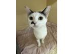 Adopt Pamela a White Domestic Shorthair / Domestic Shorthair / Mixed cat in
