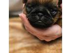 Brussels Griffon Puppy for sale in Lewis Center, OH, USA