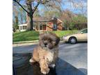 Shih Tzu Puppy for sale in Baltimore, MD, USA