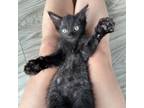 Adopt Zima a All Black Domestic Mediumhair / Mixed cat in Austin, TX (38838677)