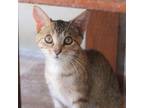 Adopt FLAMINGO a Gray or Blue Domestic Shorthair / Mixed cat in Kyle