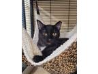 Adopt Marie a Domestic Shorthair / Mixed (short coat) cat in Cedar Rapids