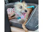 Adopt Bella Donna a Tan/Yellow/Fawn Terrier (Unknown Type