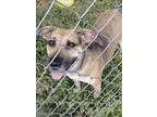 Adopt Athena a Brown/Chocolate Black Mouth Cur / Mixed dog in Deland