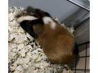 Adopt Gracie a Calico Guinea Pig (short coat) small animal in Lizella