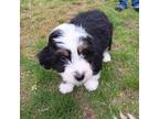 Aussiedoodle Puppy for sale in Mount Vernon, IL, USA