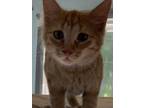Adopt April a Orange or Red Domestic Mediumhair (medium coat) cat in Cedar