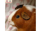 Adopt Wren a Brown or Chocolate Guinea Pig / Mixed small animal in Nashua