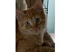 Adopt Dodger a Orange or Red Domestic Longhair (long coat) cat in Cedar